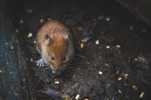 Yellow-necked wood mouse